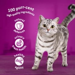 Whiskas 7+ Poultry Feasts In Jelly Wet Senior Cat Food 14 Whiskas 7+ Poultry Feasts In Jelly Wet Senior Cat Food -Cat Supplies Store 5000166157445 T60 apgvo9