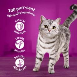 Whiskas 1+ Mixed Menu In Jelly Wet Adult Cat Food -Cat Supplies Store 8410136026324 T60 e0gppb