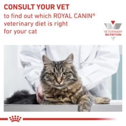 Royal Canin Veterinary Diets Gastrointestinal Kitten Dry Cat Food 13 Royal Canin Veterinary Diets Gastrointestinal Kitten Dry Cat Food -Cat Supplies Store gigyli1lmq4hlz3xelfe mipv1n
