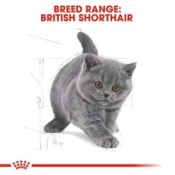 ROYAL CANIN® British Shorthair Kitten Dry Food -Cat Supplies Store glnoopvzzeh0ooalitt4