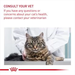 ROYAL CANIN® Oral Care Adult Dry Cat Food -Cat Supplies Store mkawaklaiteu3qlaeddq