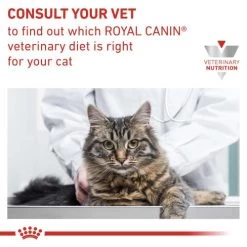 Royal Canin Veterinary Diets Renal In Loaf Wet Adult Cat Food -Cat Supplies Store r2qvki5cvrgjmqxxwldy k690dv