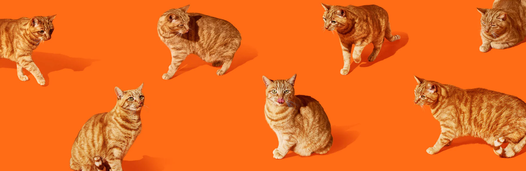 Cat Supplies Store -Cat Supplies Store gyjygj